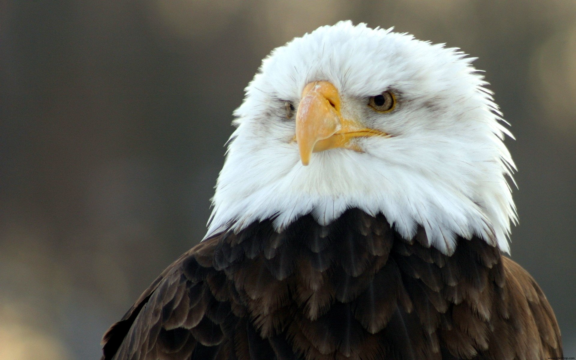 Bald Eagle HD Wide806649322